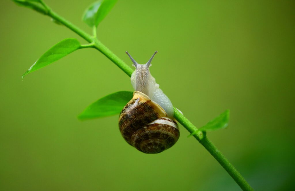 Snail is eating the sweet peas in someones garden