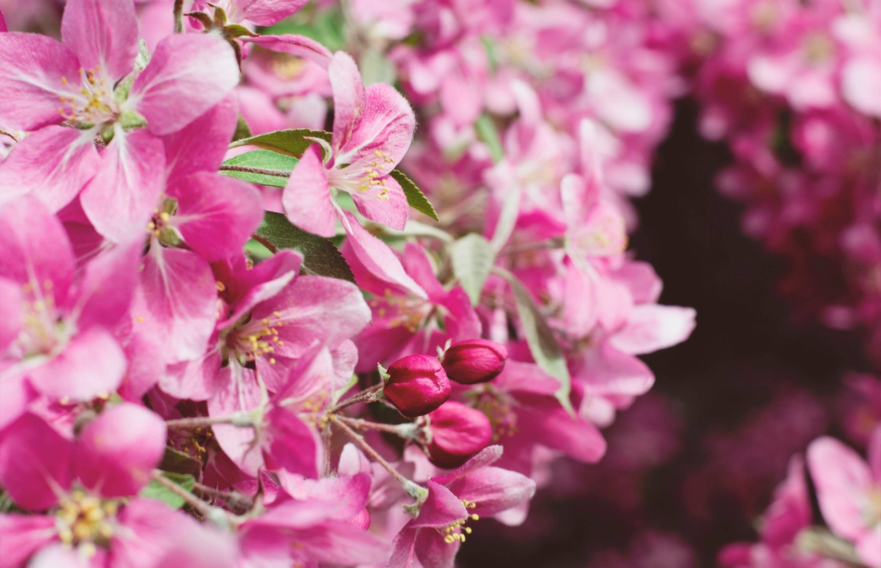 Lovely sweet peas flowers in the garden