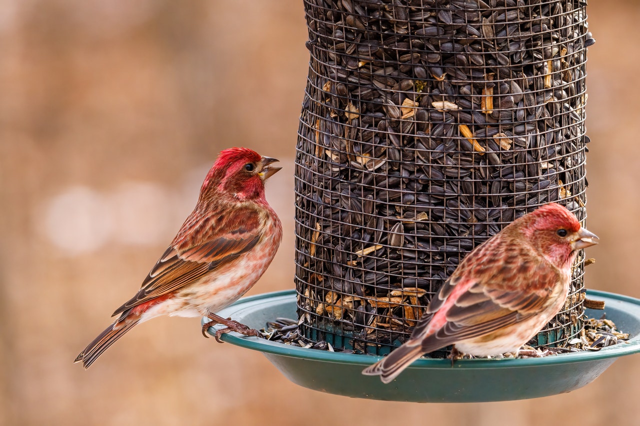 Two birds sitting on a bird feeder full of seeds