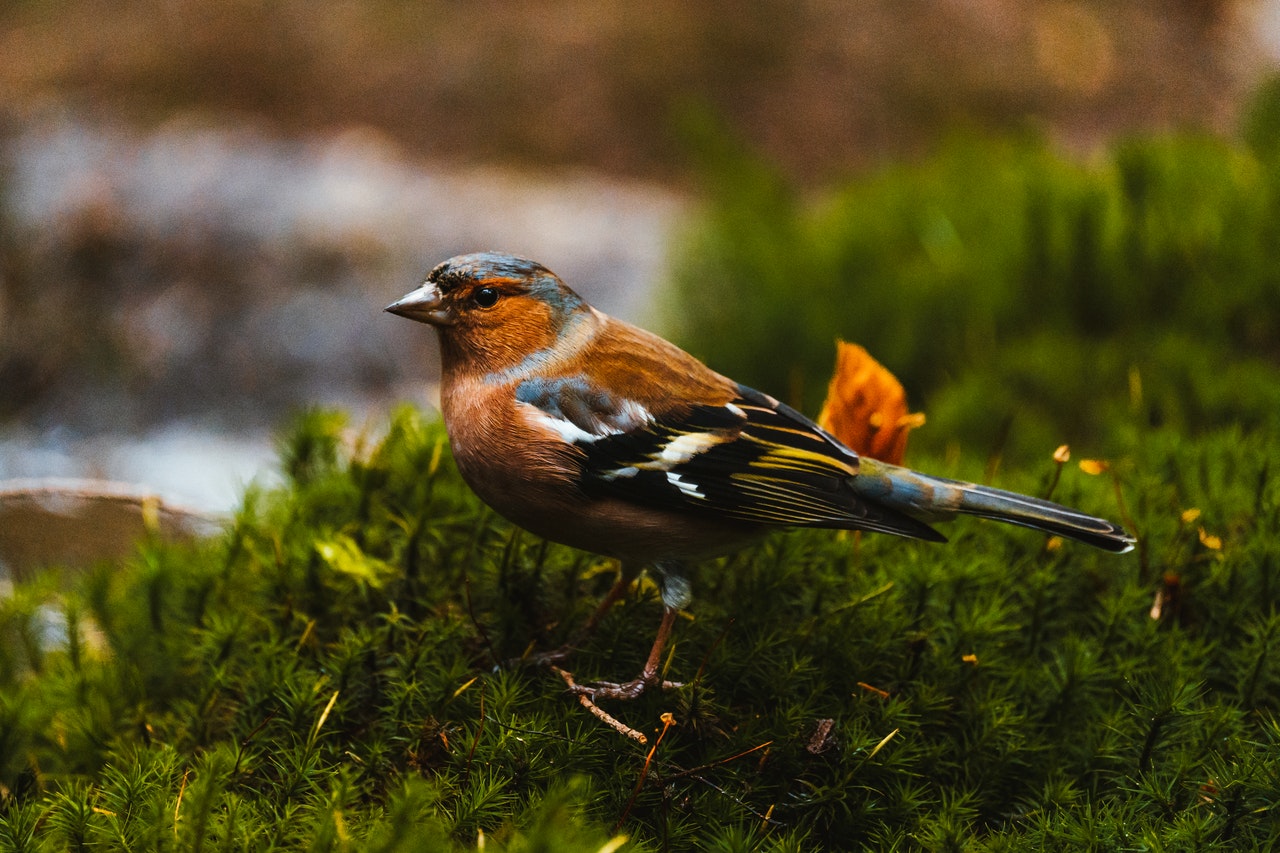 Chaffinch in a garden