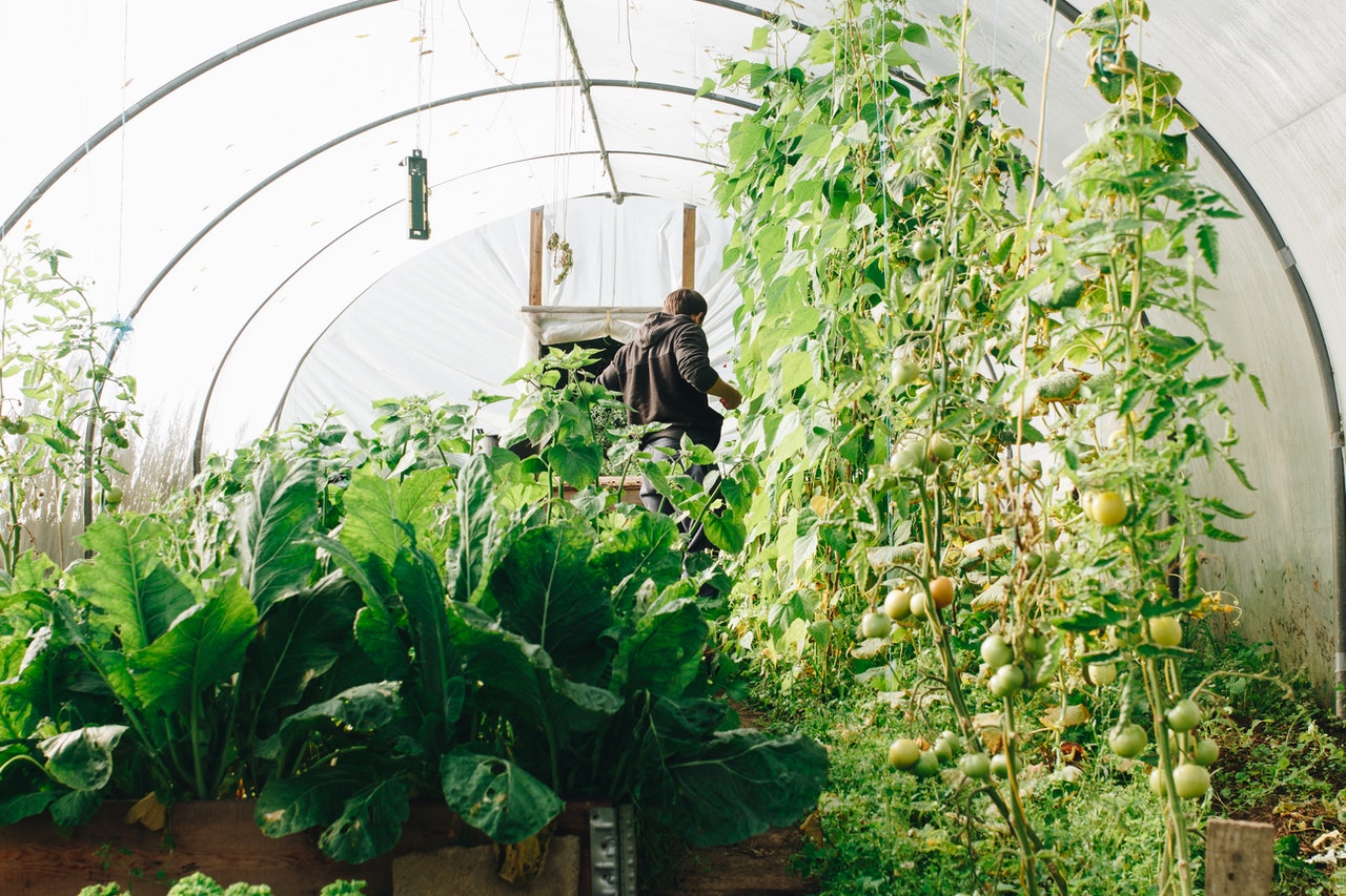 Beautiful cold frame greenhouse full of vegetables