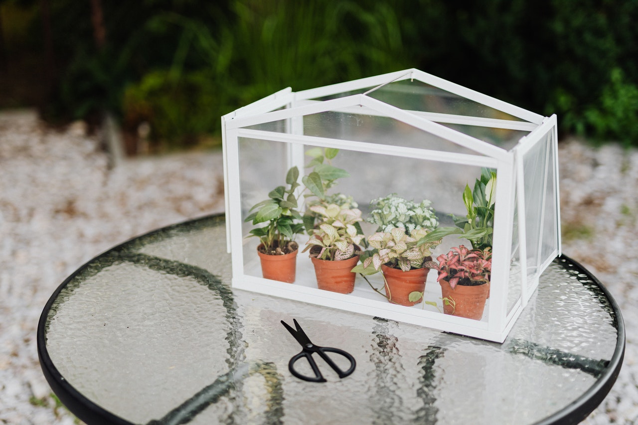 Little cold frame greenhouse with tiny plants in it
