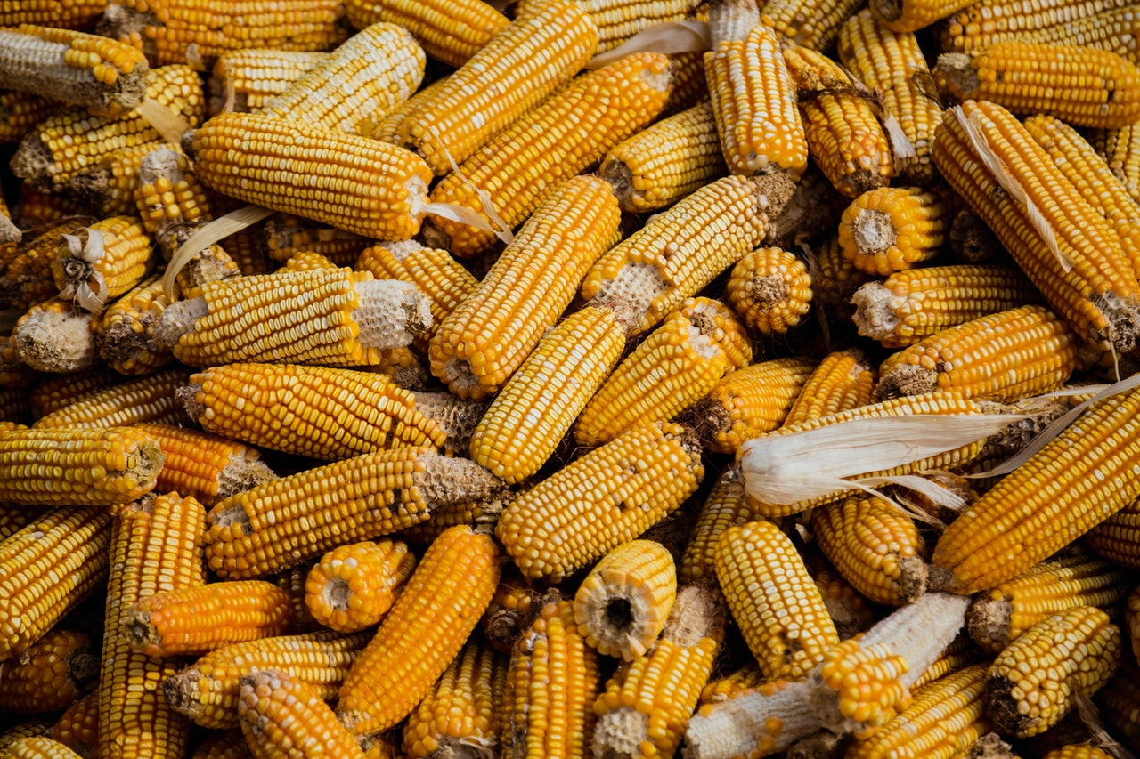 Harvested corn ready to eat or to feed animals