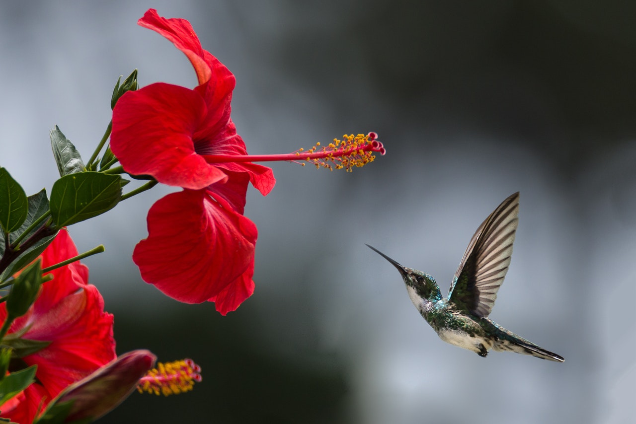 Hummingbird mint plant and little hummingbird flying next to the plant