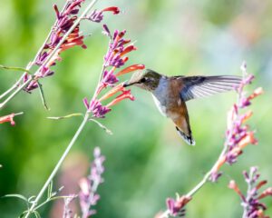 Hummingbird flying around the plant