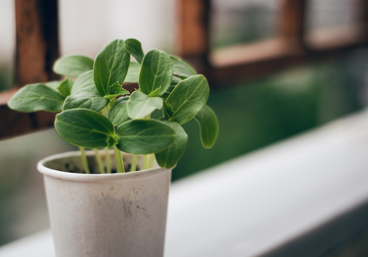 Tiny hosta plant on a windowsill