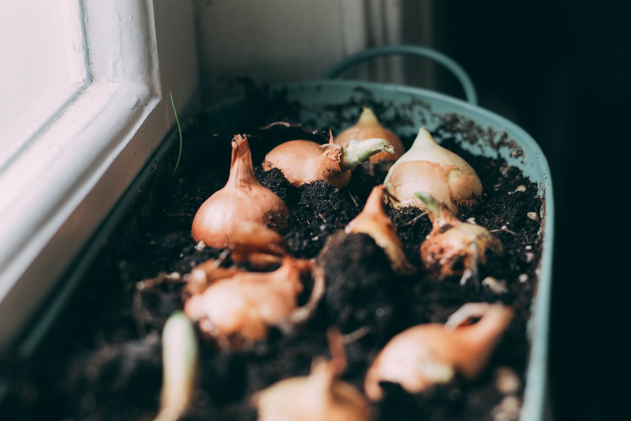 Onions in a pot ready to harvest