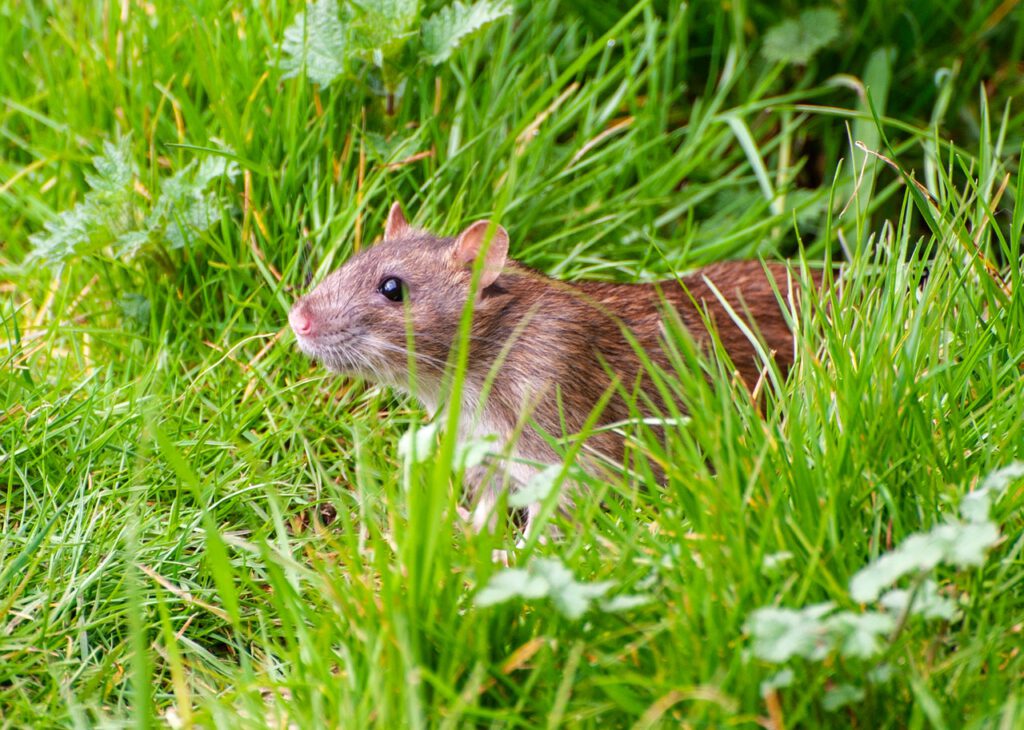 Rats in the garden let’s find out how to get rid of rats from your