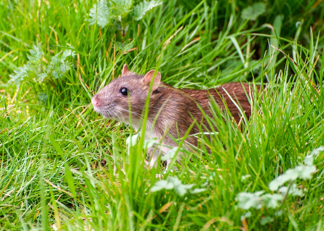 Brown rat in the garden hiding in grass