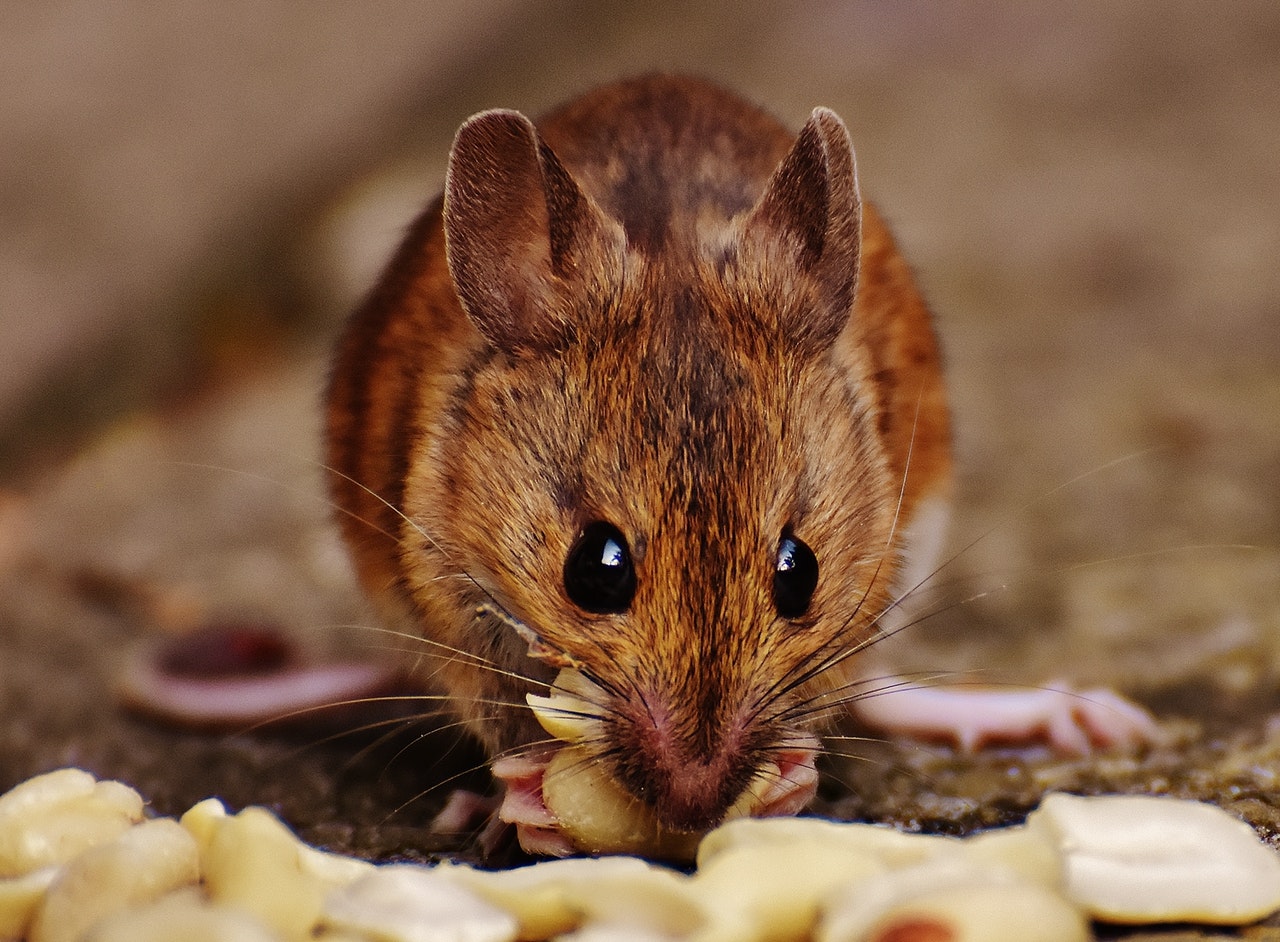 Rat with food in his paws