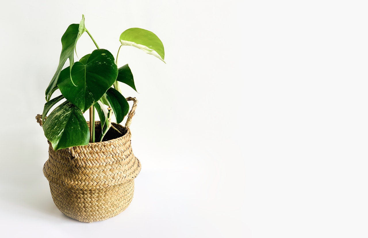 Tiny green hosta plant in a pot