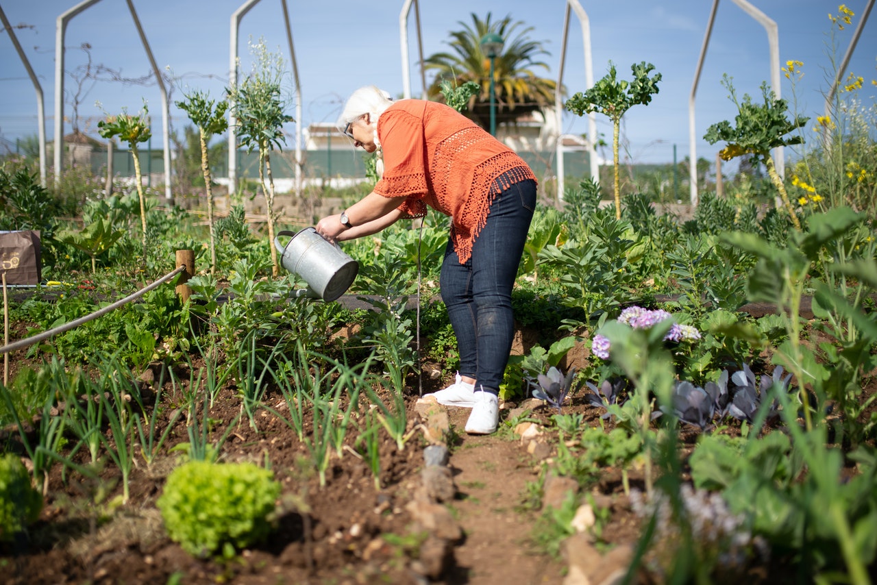 Woman is adding mulch to her vegetable garden